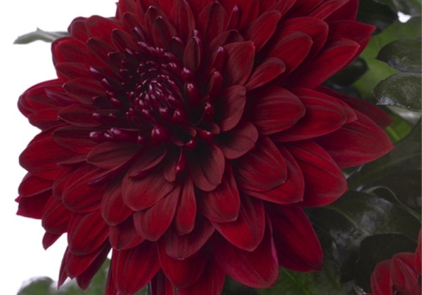 Chrysanthemum, lielziedu Pip Red