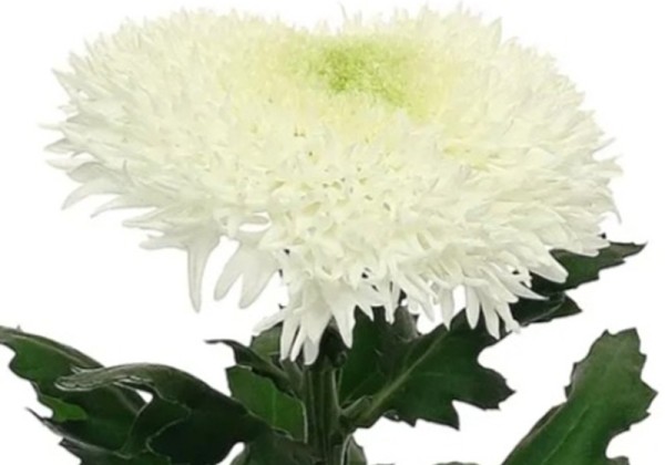 Chrysanthemum, lielziedu Etrusko White