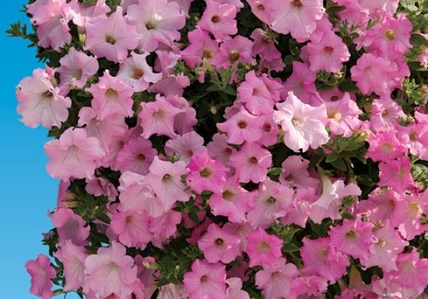 Petunia grandiflora Diamant Pink Pearl