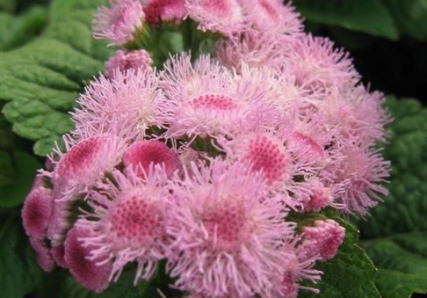 Ageratum houstonianum Pink