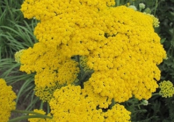 Achillea filipendulina Cloth of gold