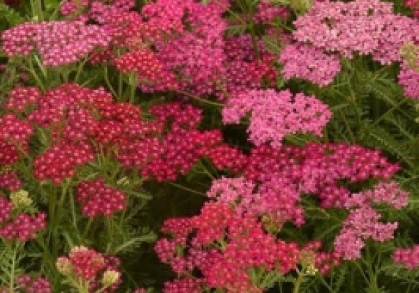 Achillea millefolium Cerise Queen