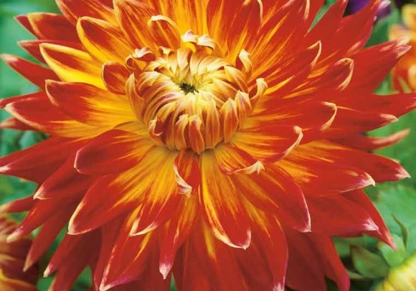 Dahlia hortensis Akita