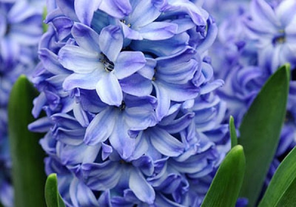 Hyacinthus orientalis Aqua 15/16