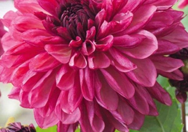 Dahlia hortensis Bacardi