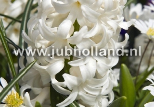 Hyacinthus orientalis Carnegie 15/16