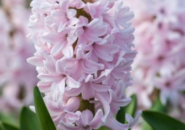 Hyacinthus orientalis China Pink 15/16