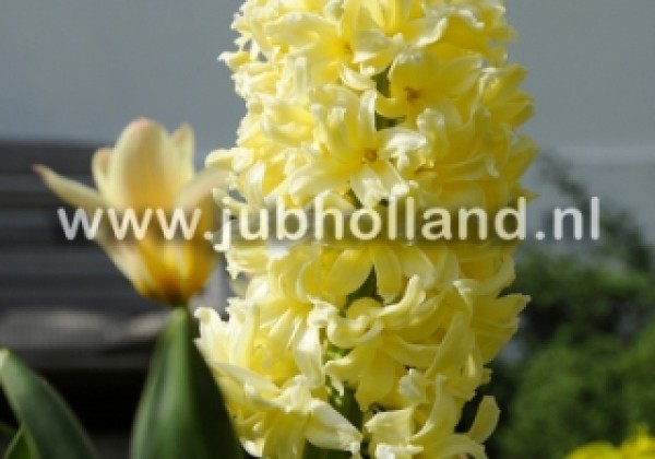 Hyacinthus orientalis City Of Haarlem 15/16