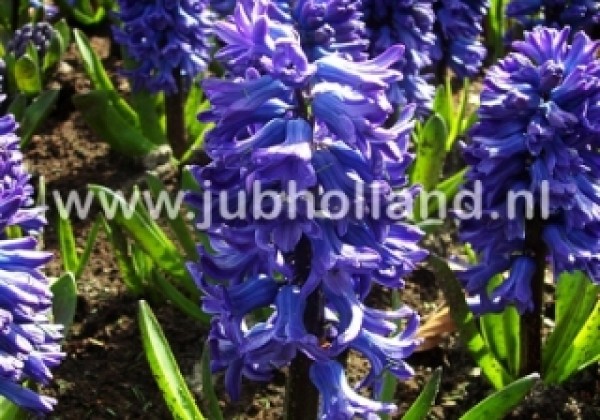 Hyacinthus orientalis Delft Blue 17/18