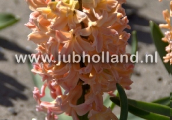 Hyacinthus orientalis Gipsy Queen 15/16