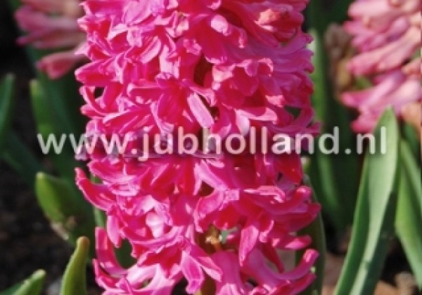 Hyacinthus orientalis Jan Bos 15/16