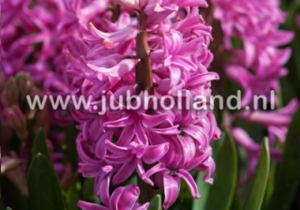 Hyacinthus orientalis Pink Pearl 17/18