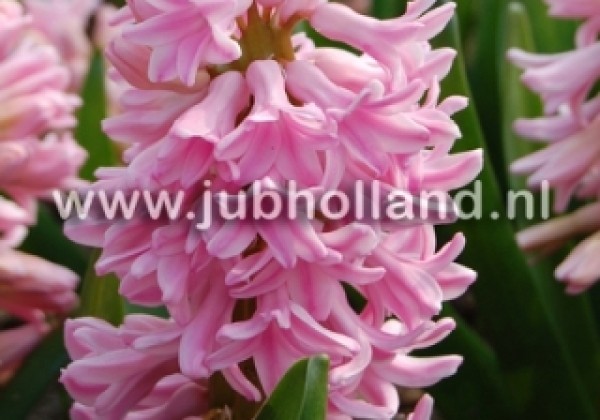 Hyacinthus orientalis Pink Surprise 15/16