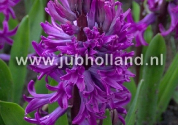 Hyacinthus orientalis Purple Sensation 17/18