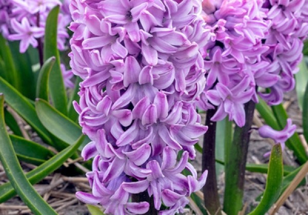 Hyacinthus orientalis Purple Voice  17/18