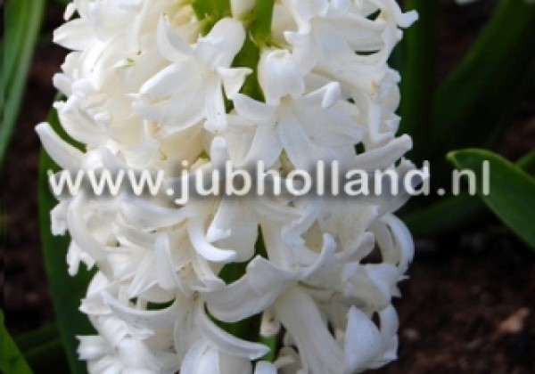 Hyacinthus orientalis White Pearl 15/16