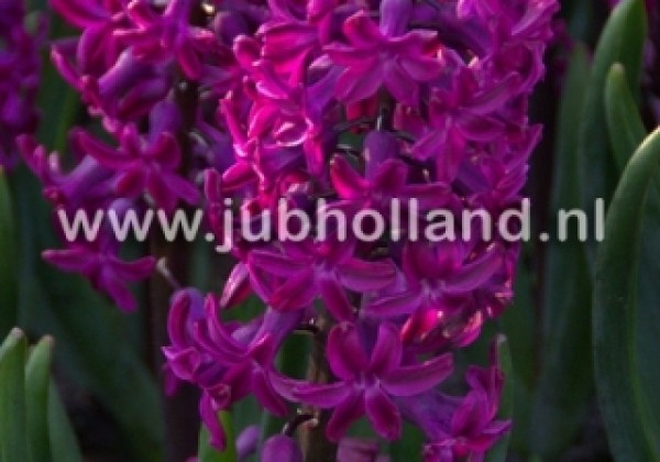 Hyacinthus orientalis Woodstock 17/18