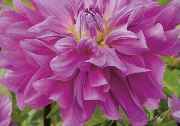 Dahlia hortensis Bluetiful