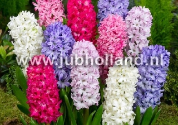 Hyacinthus orientalis Mix 15/16