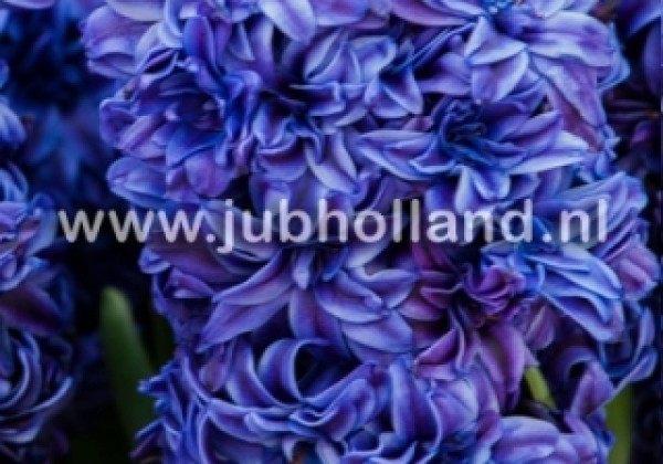Hyacinthus orientalis Double Blue 15/16