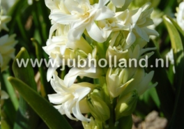 Hyacinthus orientalis Double White 15/16