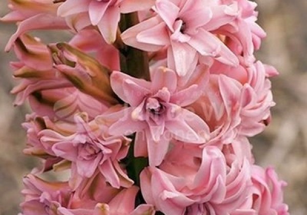 Hyacinthus orientalis Double Pink 15/16