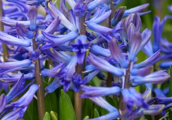 Hyacinthus orientalis Multiflora Blue