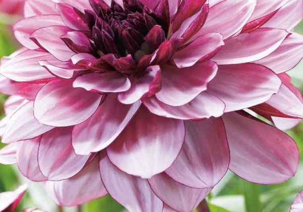 Dahlia hortensis Creme De Cassis