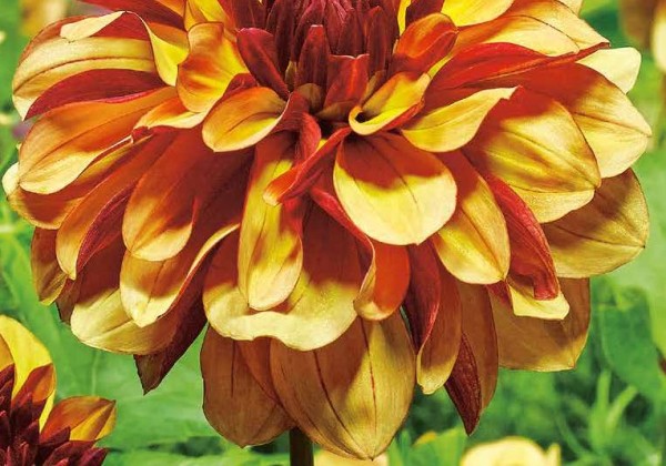 Dahlia hortensis Creme De Cognac
