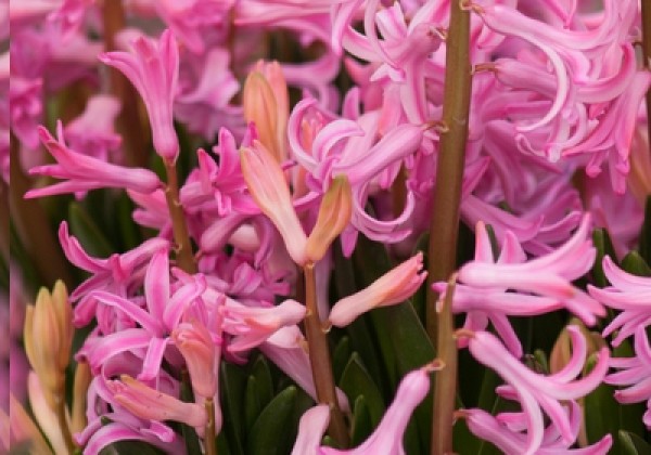 Hyacinthus orientalis Multiflora Pink
