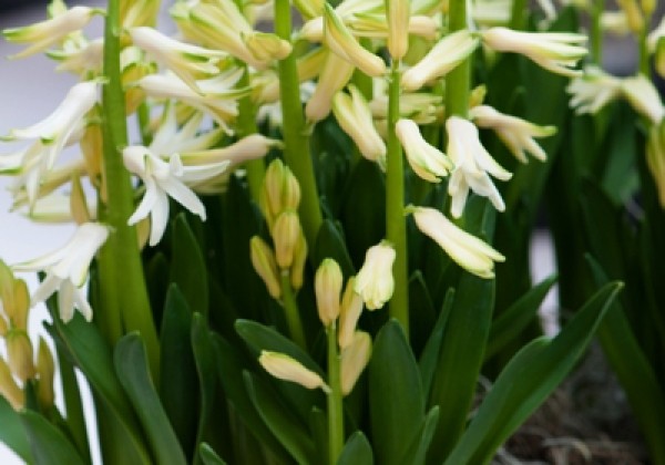 Hyacinthus orientalis Multiflora White