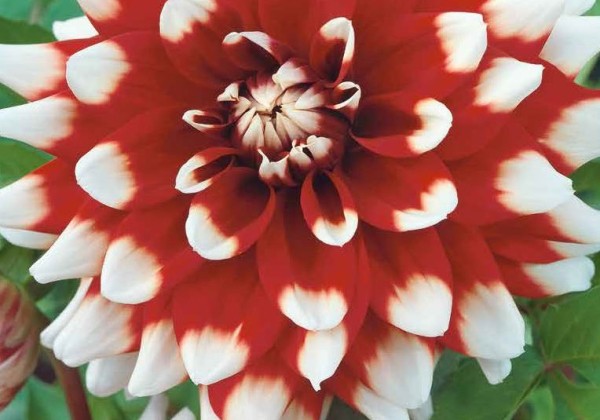 Dahlia hortensis Duet