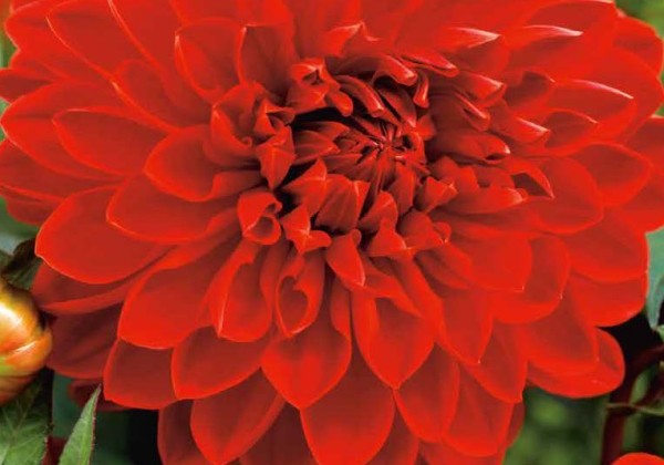 Dahlia hortensis Garden Wonder