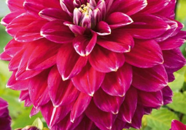 Dahlia hortensis Maldini