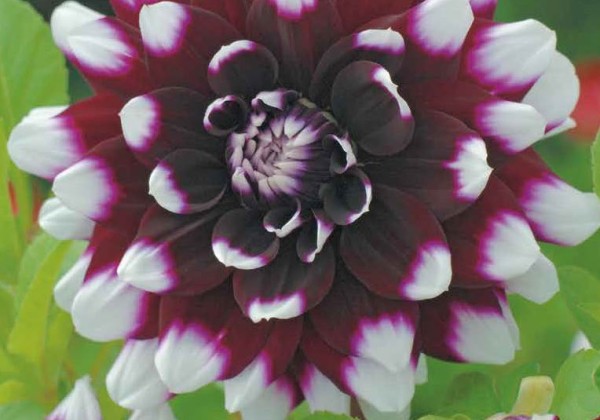 Dahlia hortensis Mystery Day
