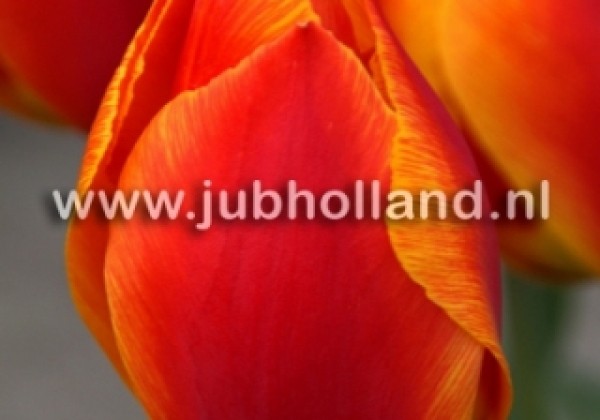 Tulipa, agra, vienk. z. Flair 11/12