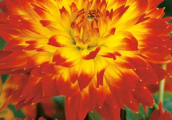 Dahlia hortensis Procyon