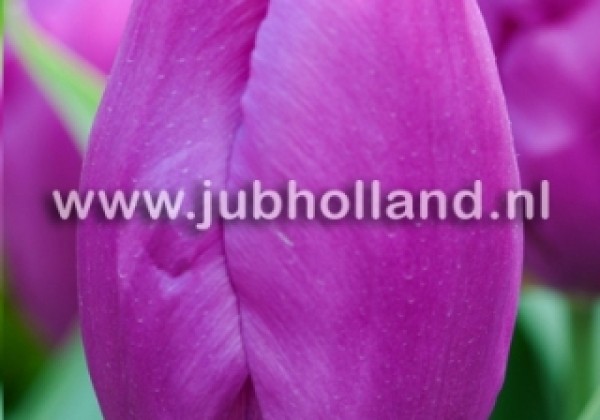 Tulipa, agra, vienk. z. Purple Prince 11/12