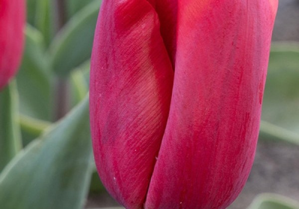 Tulipa, agra, vienk. z. Red Paradise 11/12