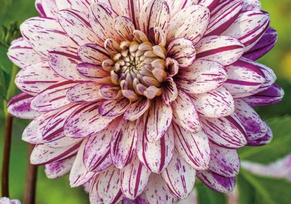 Dahlia hortensis Smokey