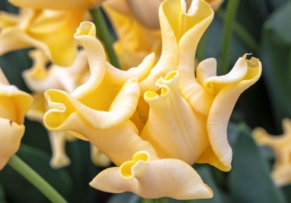 Tulipa, triumfa (kroņa) Yellow Crown  12/+