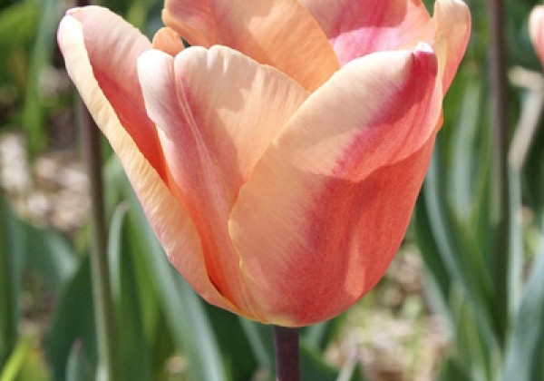 Tulipa, triumfa Apricot Foxx  12/+