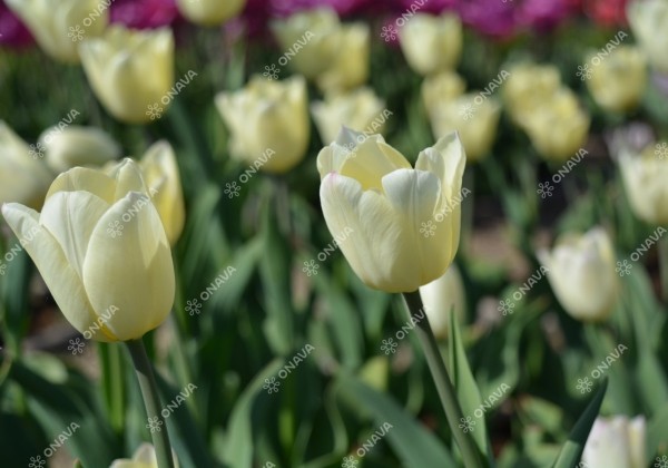 Tulipa, triumfa Creme Fraiche 11/12