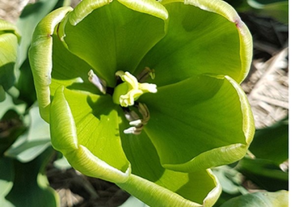 Tulipa, triumfa Green Power10/11