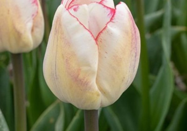 Tulipa, triumfa Hugs and Kisses 12/+