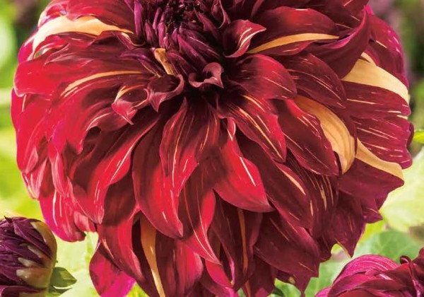 Dahlia hortensis Bohemian Spartacus