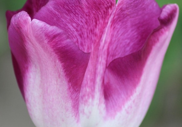 Tulipa, triumfa Shiun  11/12