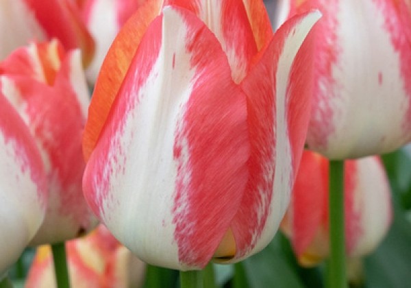 Tulipa, triumfa Spryng Sunrise  12/+