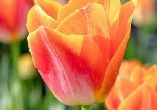 Tulipa, triumfa Sunrise Dynasty  12/+