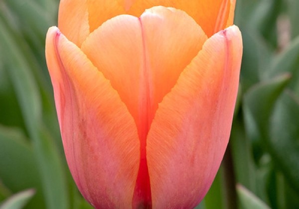 Tulipa, Darvina hibrīds Apricot Impression 12/+